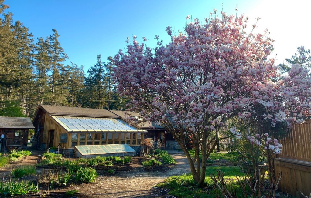Beautiful tree with pink flowers in front of a wood house at Hollyhock Retreat Centre in Cortes Island, BC