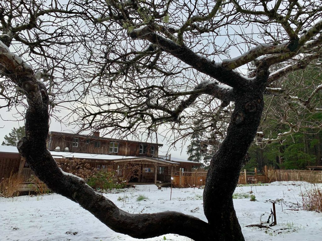 An apple tree frames the entrance to Hollyhock's main lodge. The garden is fallow and covered with snow but small plants peek up from the soil.