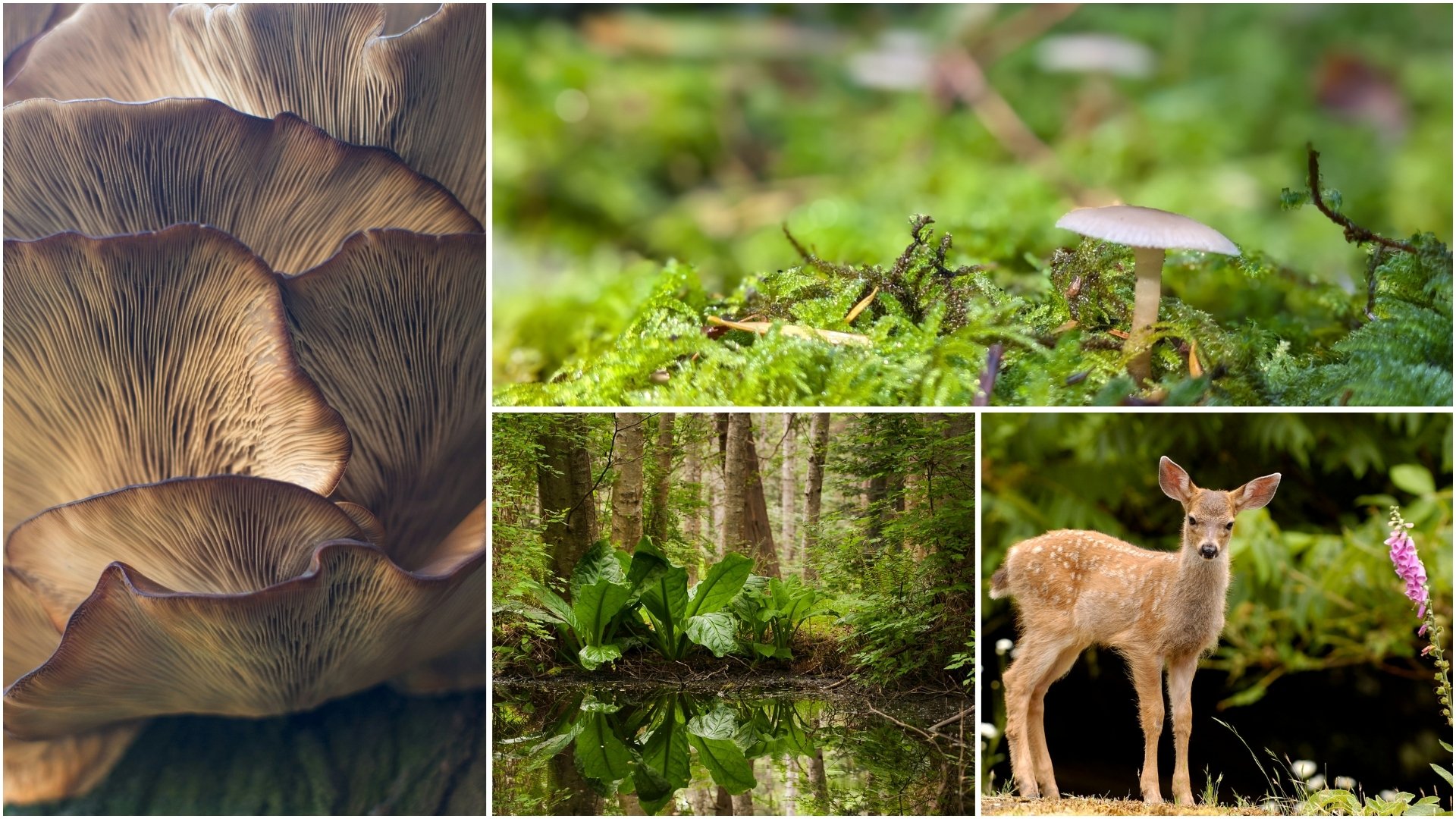 Guided Nature Walks