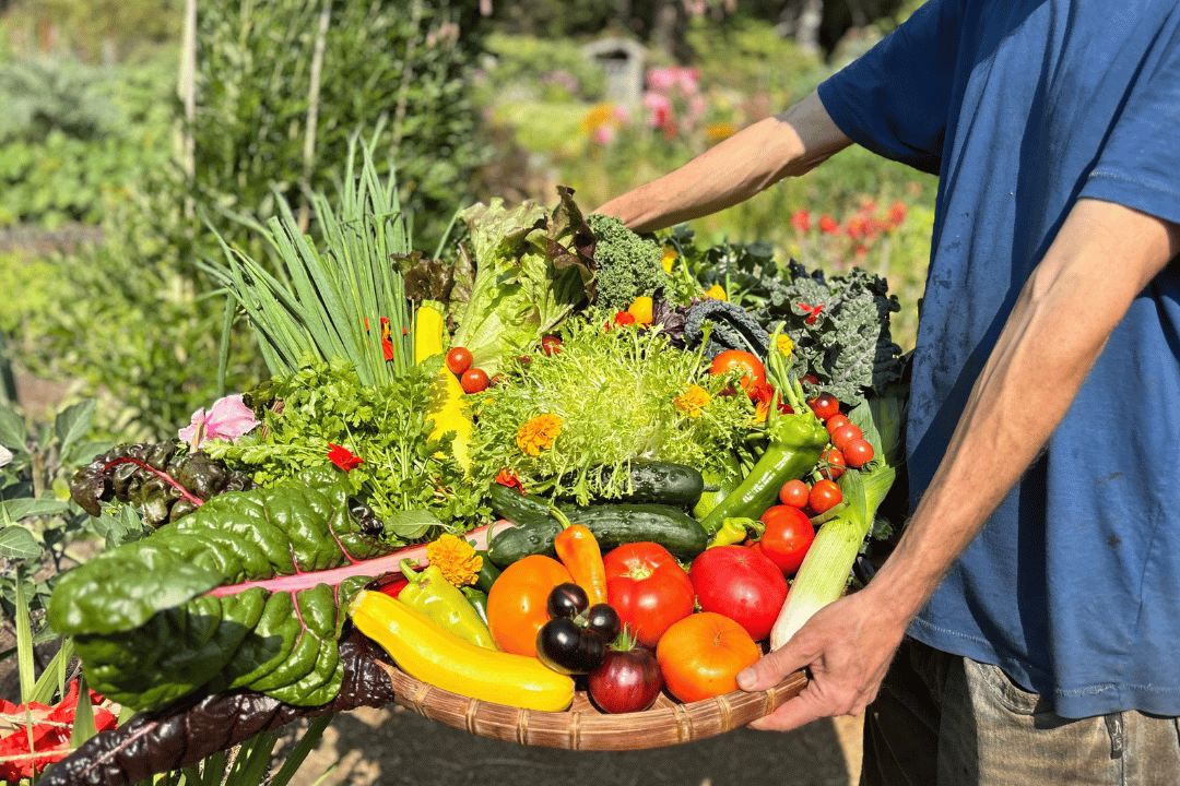 Garden Abundance | Hollyhock | Cortes Island Retreat Centre